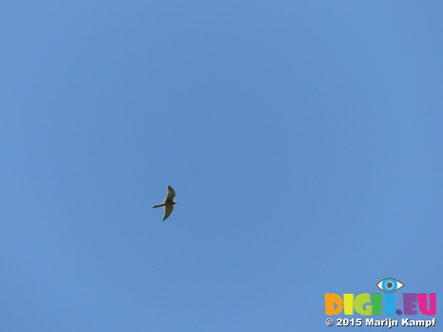 FZ016861 Kestrel (falco tinnunculus)